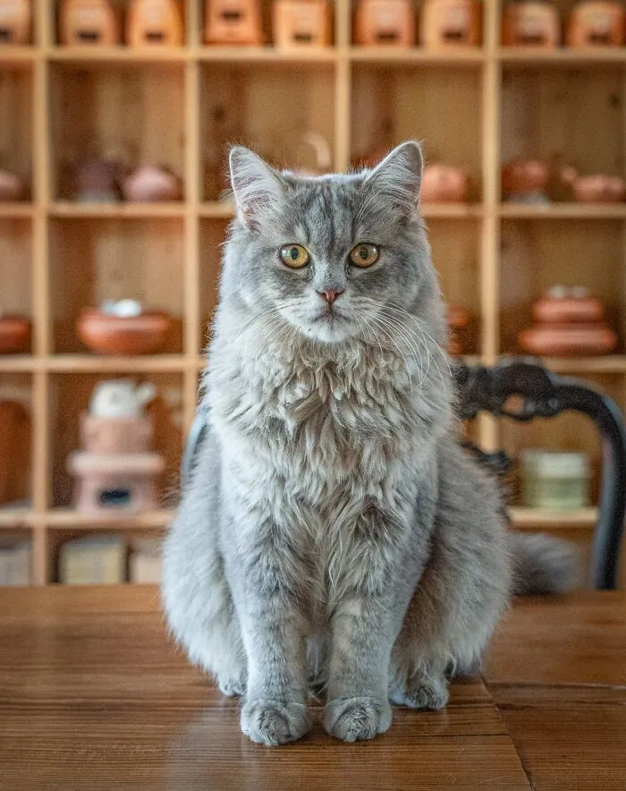 From Hong Kong To Istanbul: 45 Cats Adapted To City Life, Captured By This Photographer (New Pics)