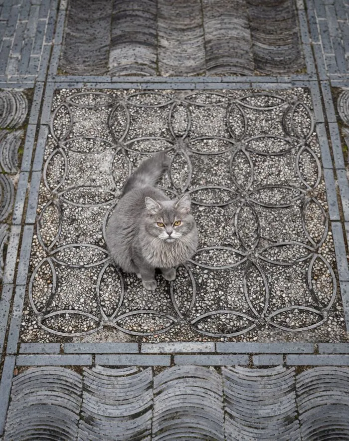 From Hong Kong To Istanbul: 45 Cats Adapted To City Life, Captured By This Photographer (New Pics)