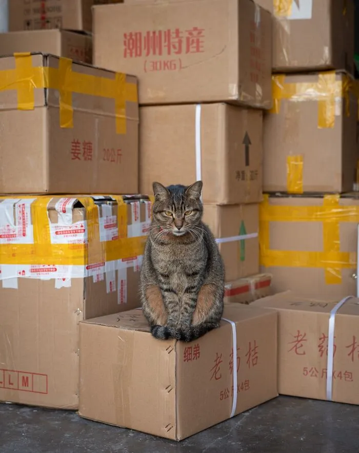 From Hong Kong To Istanbul: 45 Cats Adapted To City Life, Captured By This Photographer (New Pics)