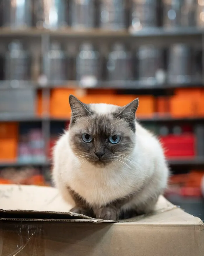 From Hong Kong To Istanbul: 45 Cats Adapted To City Life, Captured By This Photographer (New Pics)