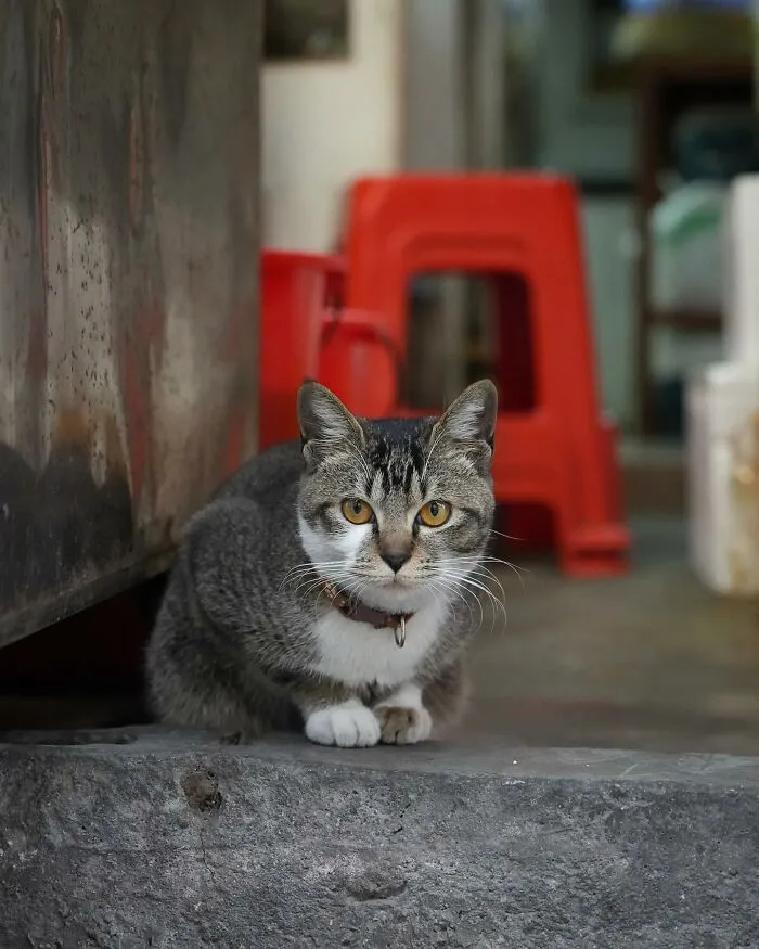City cat sitting on a stone ledge with red stools in the background, captured by Marcel Heijnen.