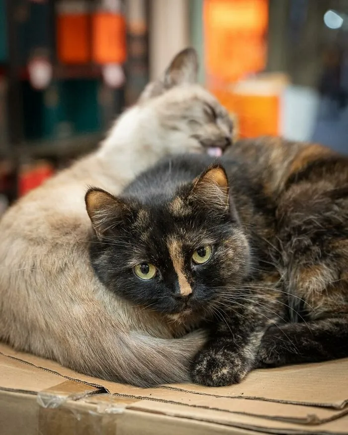 From Hong Kong To Istanbul: 45 Cats Adapted To City Life, Captured By This Photographer (New Pics)
