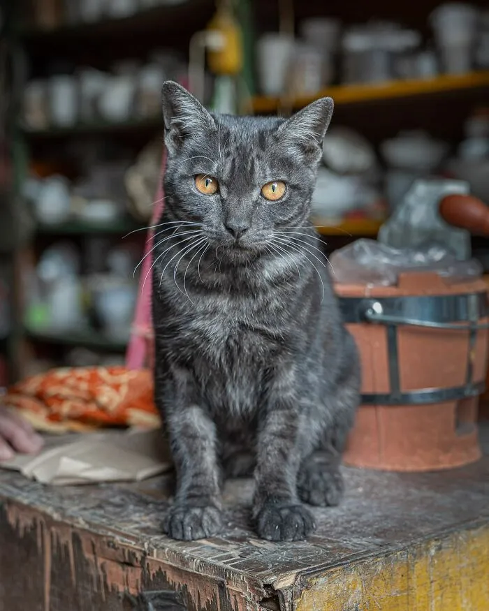 From Hong Kong To Istanbul: 45 Cats Adapted To City Life, Captured By This Photographer (New Pics)