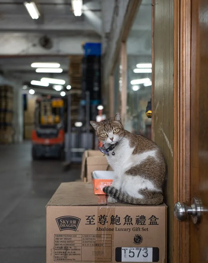 From Hong Kong To Istanbul: 45 Cats Adapted To City Life, Captured By This Photographer (New Pics)