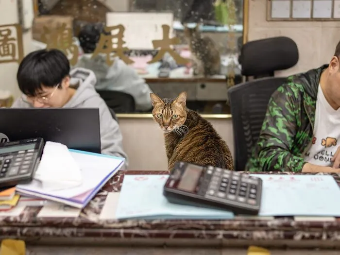 From Hong Kong To Istanbul: 45 Cats Adapted To City Life, Captured By This Photographer (New Pics)