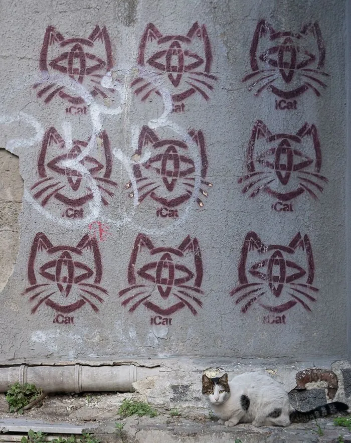 Wall graffiti of cat faces above a real cat sitting on the ground in a city setting.