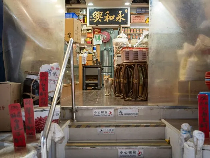 Cat standing at the entrance of a city shop with colorful signs and goods displayed around.