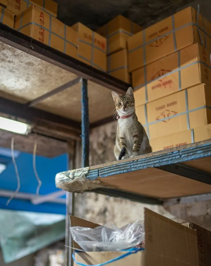 Cat perched on a high shelf in an urban setting, surrounded by boxes, captured by Marcel Heijnen.