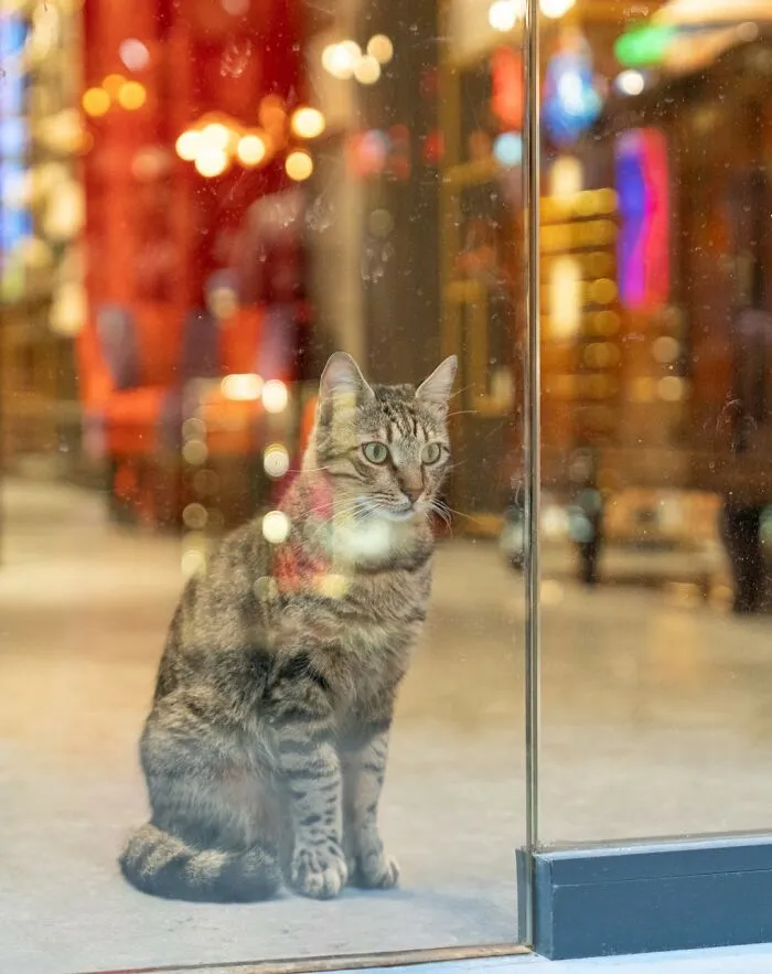 Cat sitting by a window in a city, captured by Marcel Heijnen, with colorful reflections creating a cozy urban atmosphere.