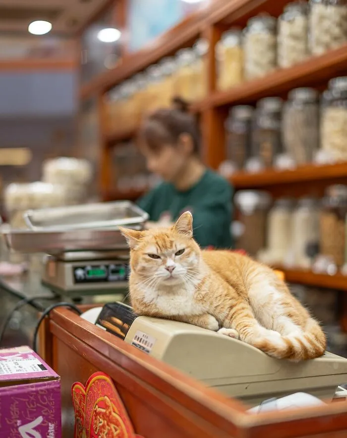From Hong Kong To Istanbul: 45 Cats Adapted To City Life, Captured By This Photographer (New Pics)