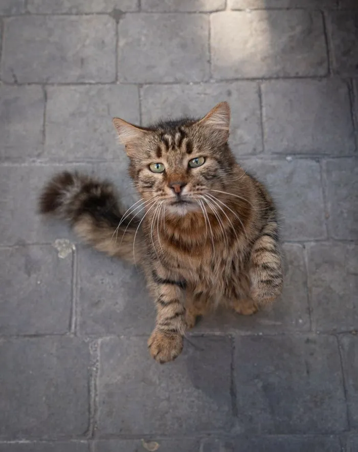 From Hong Kong To Istanbul: 45 Cats Adapted To City Life, Captured By This Photographer (New Pics)