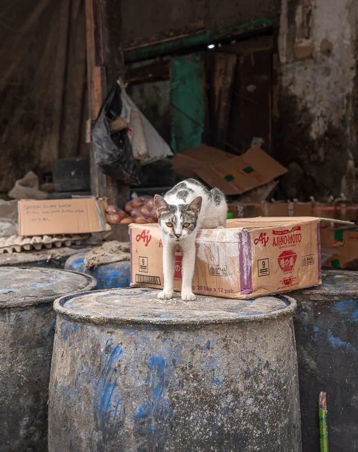 From Hong Kong To Istanbul: 45 Cats Adapted To City Life, Captured By This Photographer (New Pics)