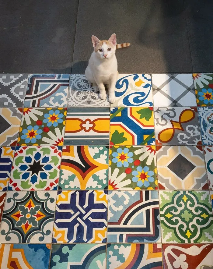A cat sits on colorful city tiles, showcasing a charming urban moment captured by Marcel Heijnen.