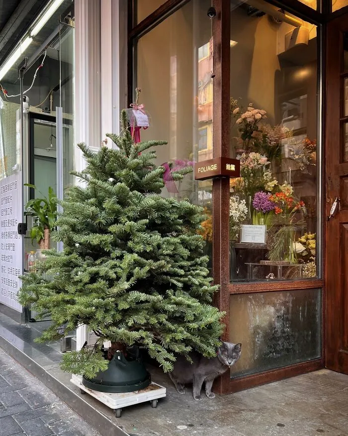 Gray cat peering from behind a Christmas tree outside a flower shop in a city, captured by Marcel Heijnen.