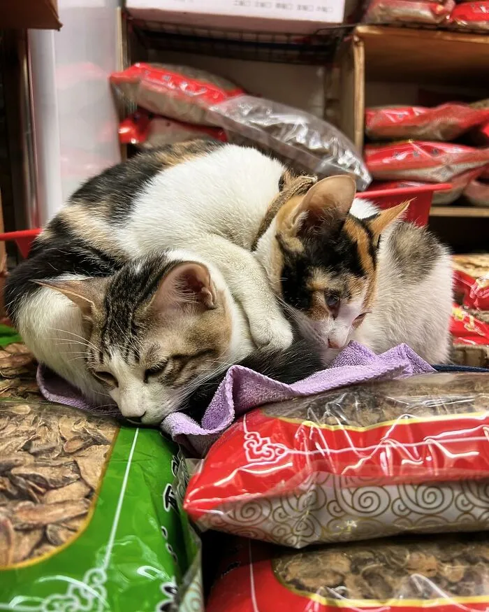 Cats cuddling on packaged goods in a city shop, captured by Marcel Heijnen.