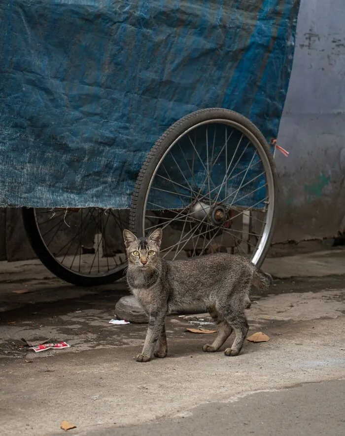 From Hong Kong To Istanbul: 45 Cats Adapted To City Life, Captured By This Photographer (New Pics)