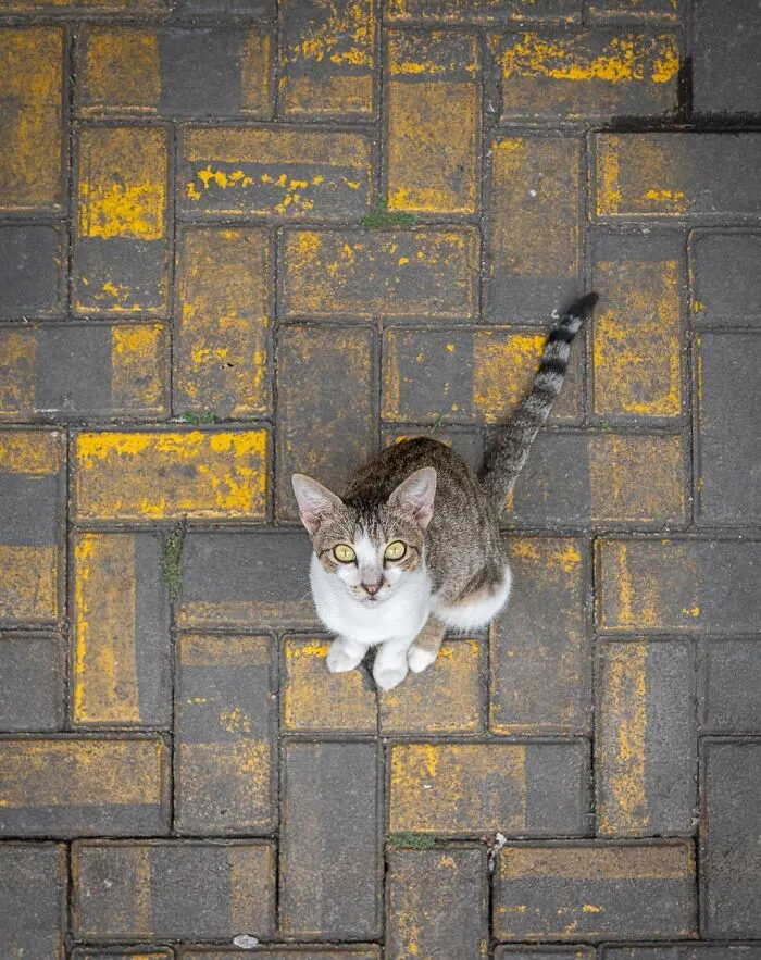 City cat with striking eyes sits on patterned pavement, photographed by Marcel Heijnen.