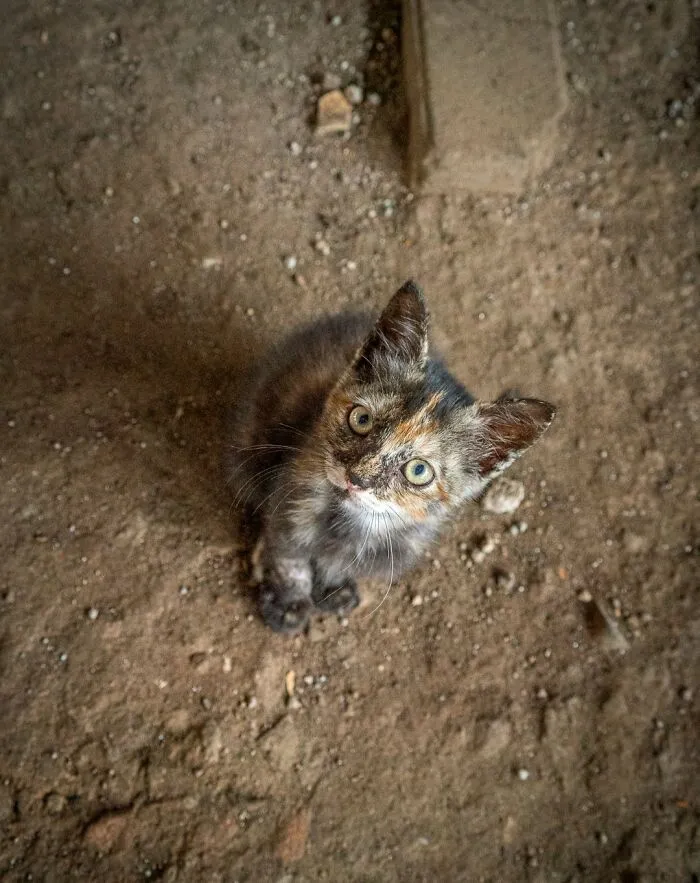 From Hong Kong To Istanbul: 45 Cats Adapted To City Life, Captured By This Photographer (New Pics)
