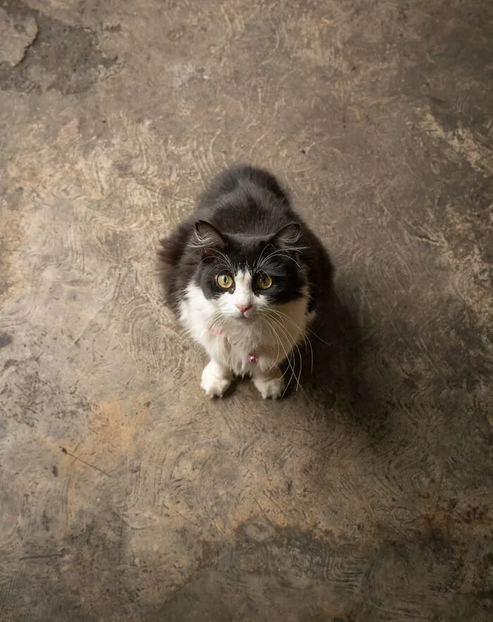 Cat on textured floor in a city, captured by Marcel Heijnen.