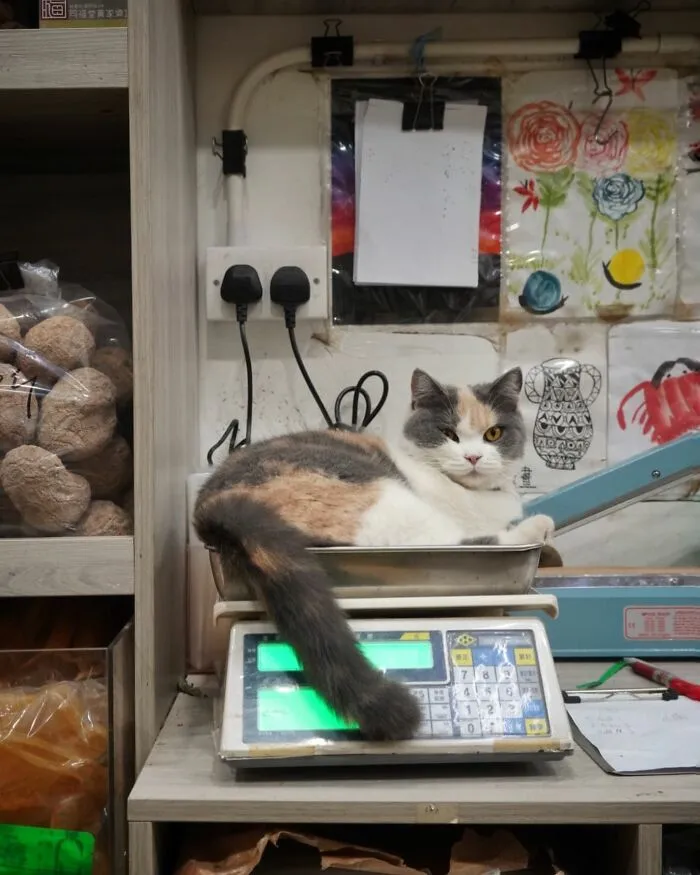 From Hong Kong To Istanbul: 45 Cats Adapted To City Life, Captured By This Photographer (New Pics)