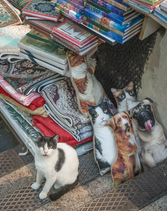 Cat sitting beside pillows with animal prints near books and rugs in an urban setting.