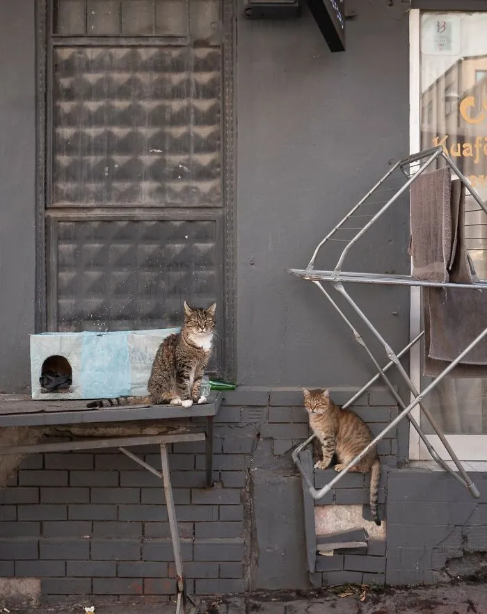 Urban cats in a city scene, captured by Marcel Heijnen, with a grey wall and drying rack in the background.