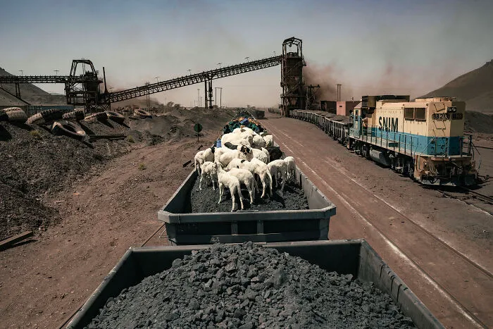 Iron Ore Train Departs The Mines Of Zouerat For A 20-Hour Journey Back To The Port Of Nouadhibou. It Is Loaded With Iron Ore And Goats
