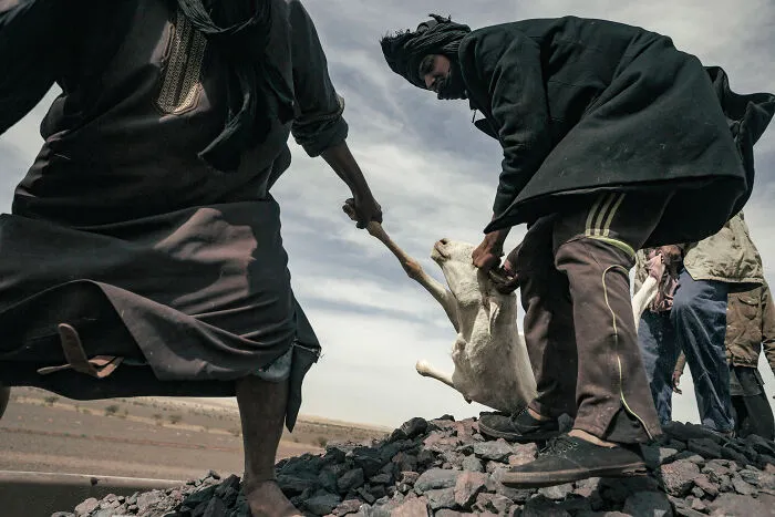 A Runaway Goat Is Being Dragged By The Shepherds Back On Top Of The Train