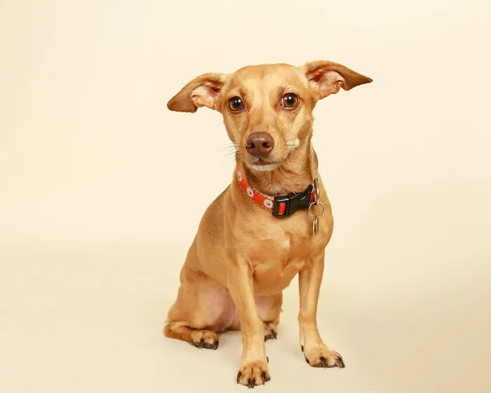 Dobbie Is Actually A Dog! Mystery Solved