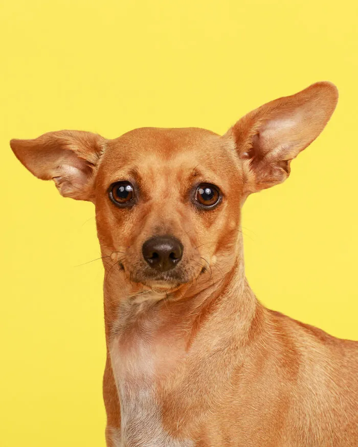 Dobbie Is Free
