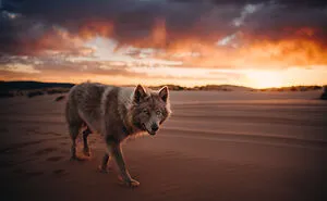 I Am A Pet Photographer From British Columbia, And Here Are 10 Of My Favorite Dog Shots