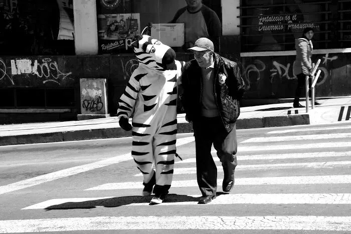 La Paz Traffic Zebras