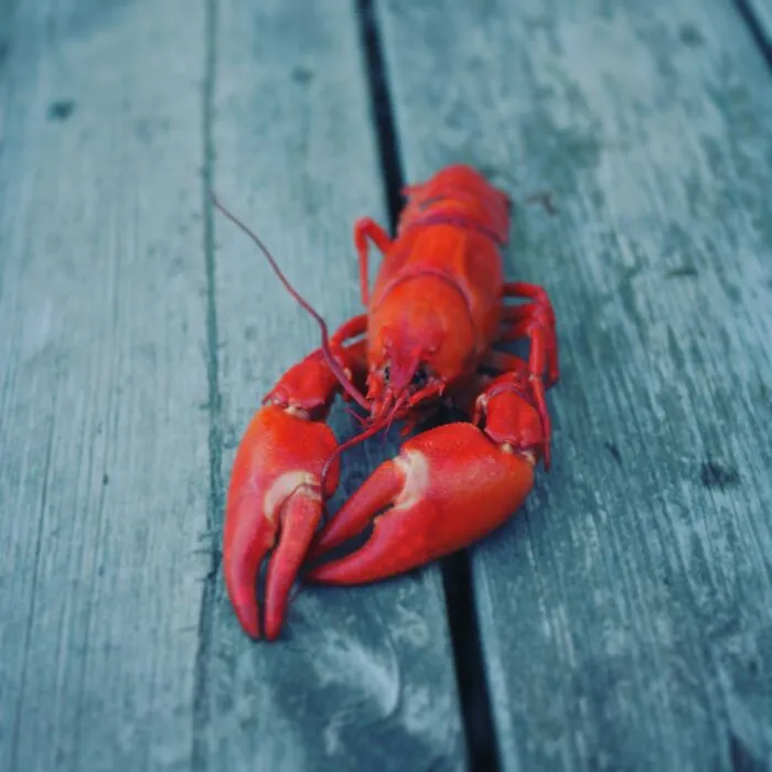 Red lobster on a weathered wooden surface, showcasing a fun animal fact.