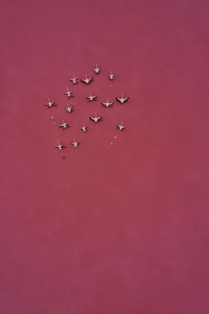 "Pink On Pink" By Magali Chesnel