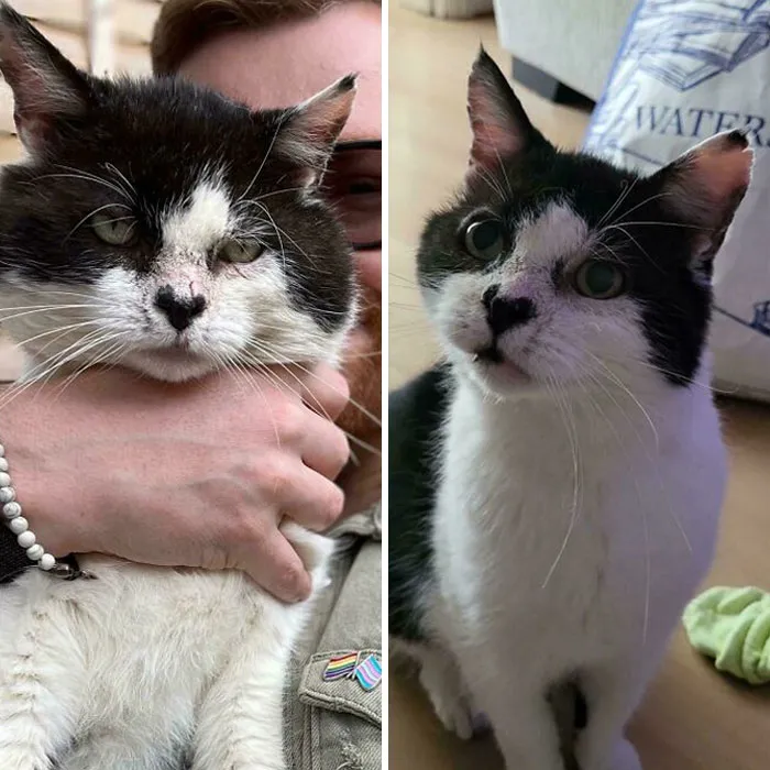 My Adopted Street Cat Before And After Being Neutered At Age 13