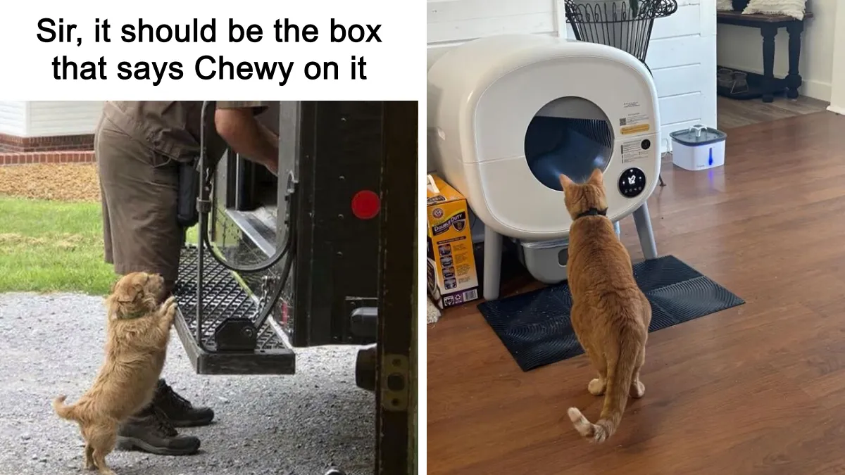 25 Genius Pet Gadgets That'll Make Other Pet Parents Jealous