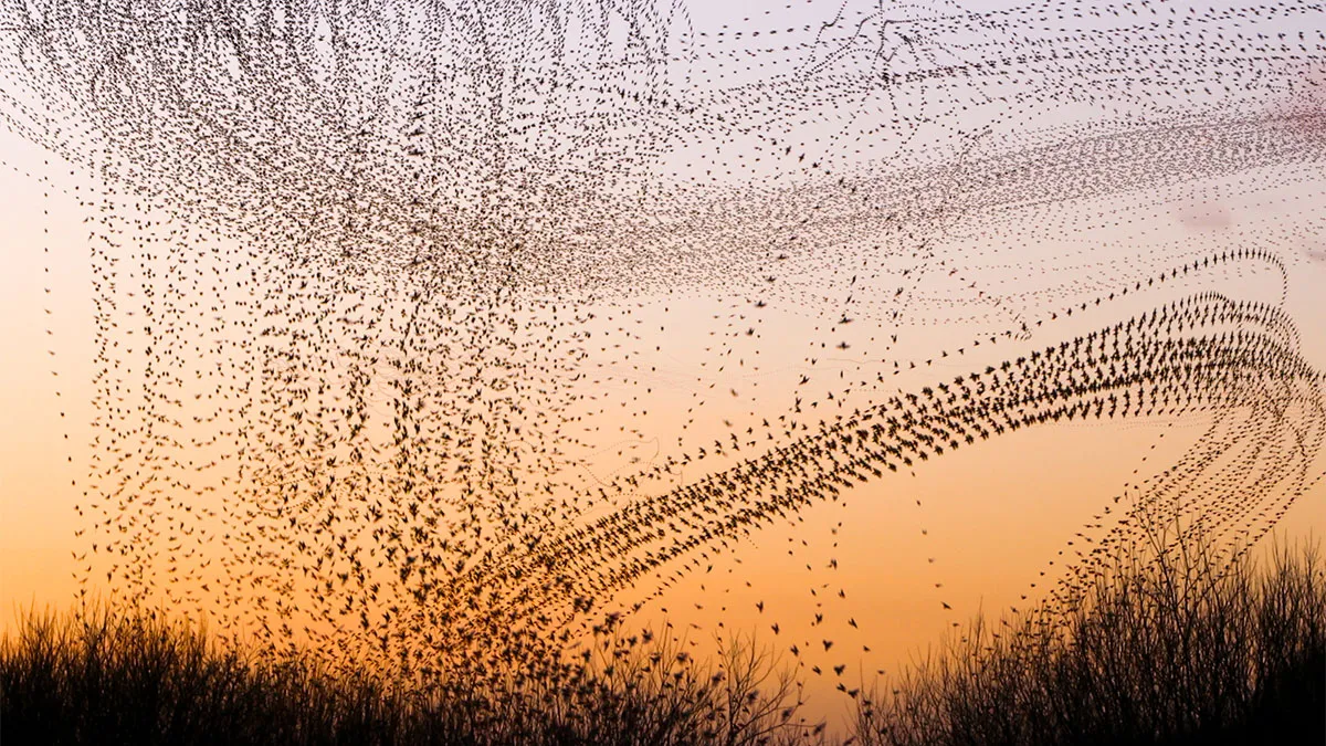 This Artist Captured 20 Mesmerizing Photos That Turn Bird Migration Into A Work Of Art