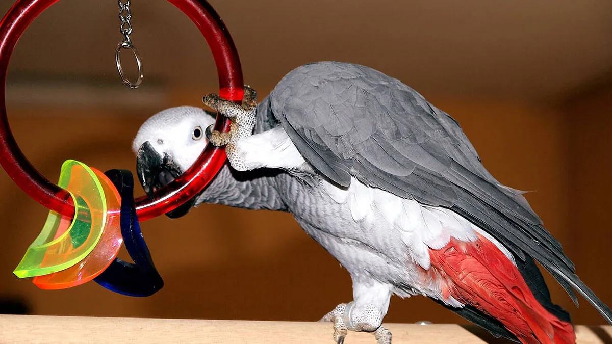 Man Throws A Tantrum After His Own Parrot Chooses His Sibling, Refuses To Admit He’s The Problem