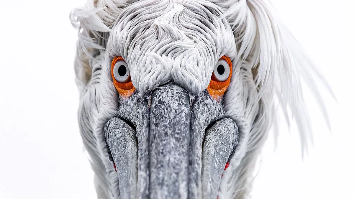 Photographer Takes Breathtaking Wildlife Close-Ups That Showcase The Beauty Of The Animal Kingdom (39 Pics)