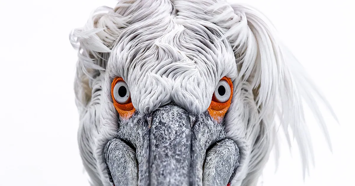 Este fotógrafo retrata de forma impresionante a la fauna para mostrar la belleza del reino animal (39 fotos)