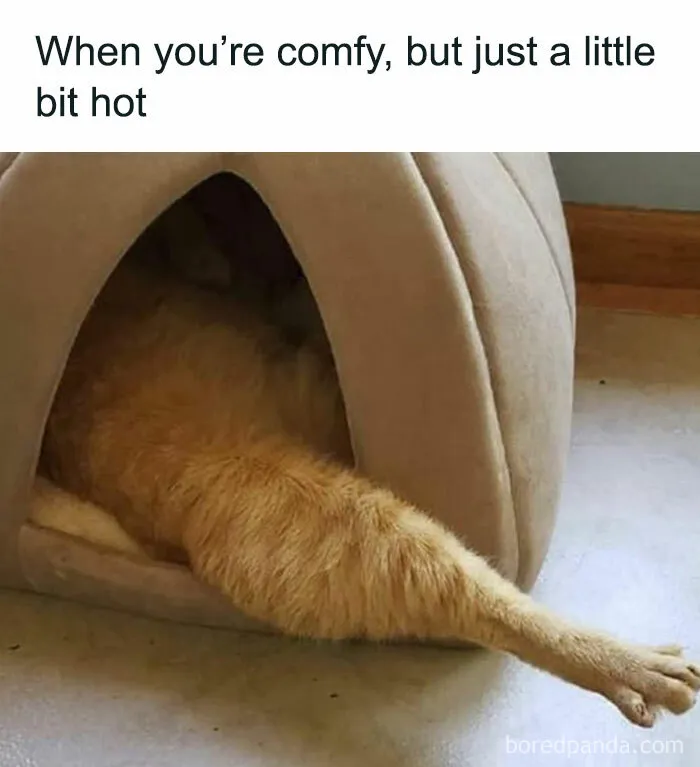 50 Funny Cat Memes To Brighten Up Your Day If The World Feels Like A Cat-astrophe Right Now (New Pics)
