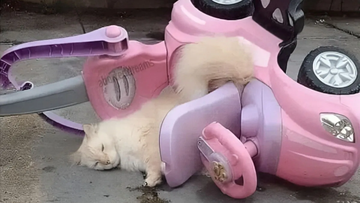 50 Times Cats Proved They’re The Funniest And Most Memeable Creatures Ever