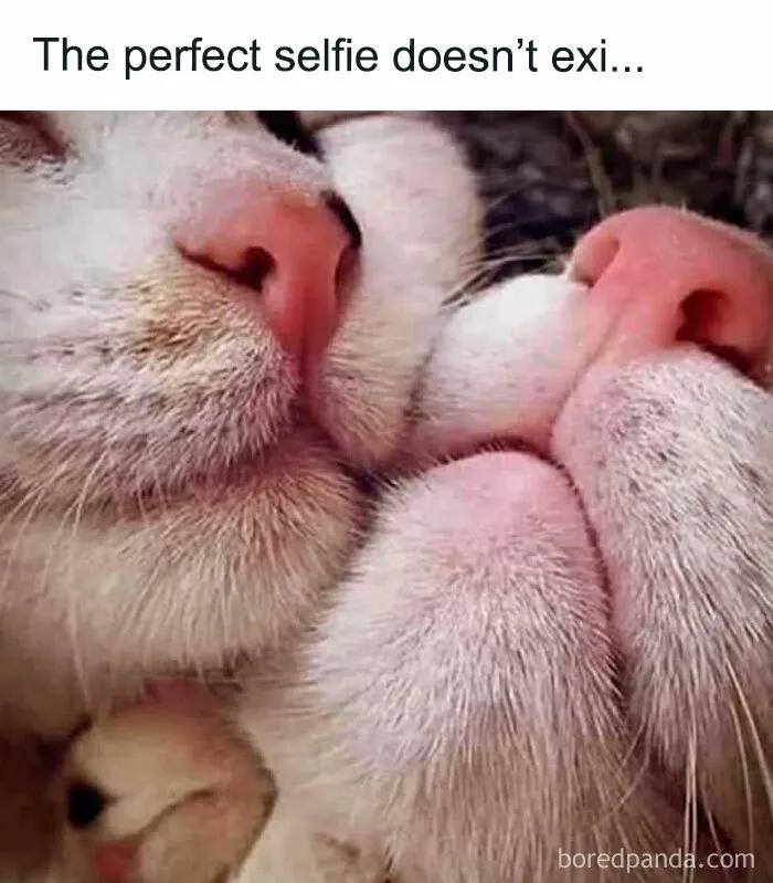 50 Times Cats Proved They’re The Funniest And Most Memeable Creatures Ever