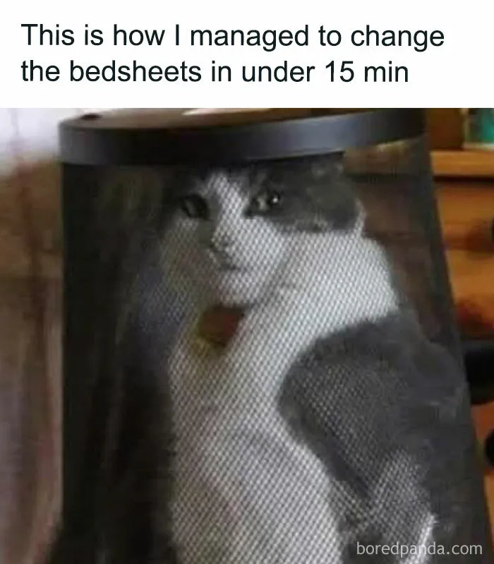 50 Times Cats Proved They’re The Funniest And Most Memeable Creatures Ever