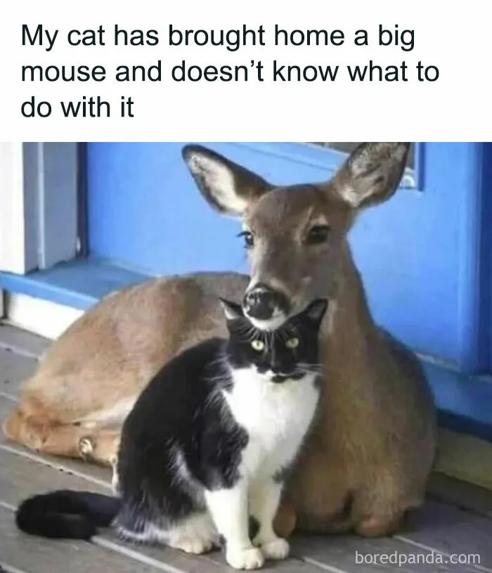 50 Times Cats Proved They’re The Funniest And Most Memeable Creatures Ever
