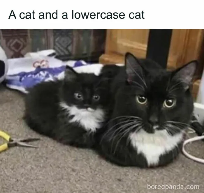 50 Times Cats Proved They’re The Funniest And Most Memeable Creatures Ever