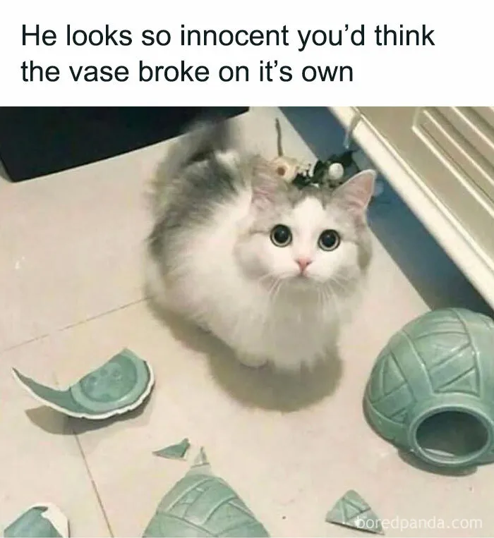 50 Times Cats Proved They’re The Funniest And Most Memeable Creatures Ever