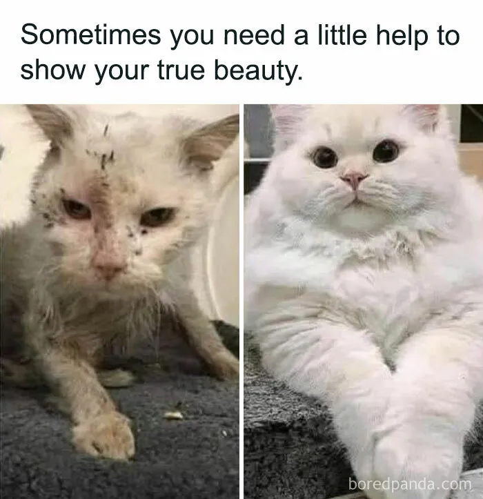 50 Times Cats Proved They’re The Funniest And Most Memeable Creatures Ever