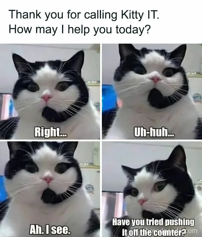 50 Times Cats Proved They’re The Funniest And Most Memeable Creatures Ever