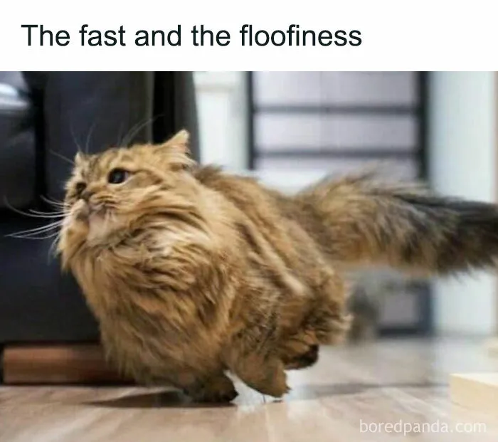 50 Times Cats Proved They’re The Funniest And Most Memeable Creatures Ever
